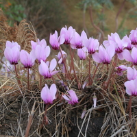 Cyclamen hederifolium