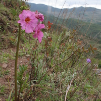 Incarvillea delavayi + mountains