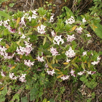 Daphne tangutica