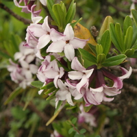 Daphne tangutica