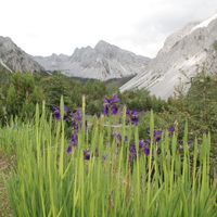 Iris chrysographes and mountains