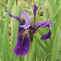 Iris chrysographes