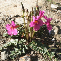 Incarvillea delavayi