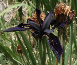 Iris chrysographes black form