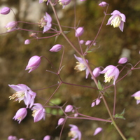 Thalictrum delavayi