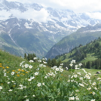 Ranunculus aconitifolius in habitat