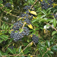 Ligustrum delavayi
