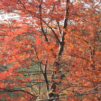 Sorbus pseudohupehensis