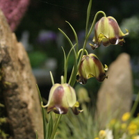 Fritillaria acmopetala