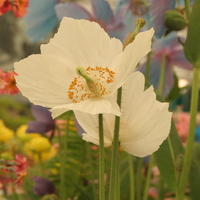 Meconopsis 'Marit'