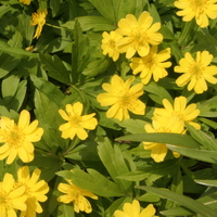 Anemone ranunculoides 'Pleniflora'