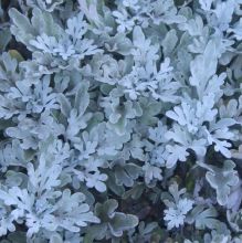 Artemisia stelleriana