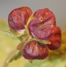 Calceolaria arachnoidea