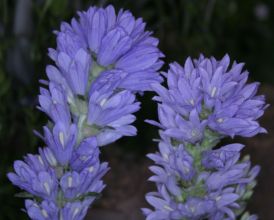 Campanula moesiaca