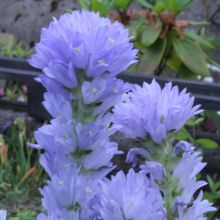 Campanula moesiaca