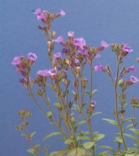 Chaenorhinum origanifolium 'Blue Dream'