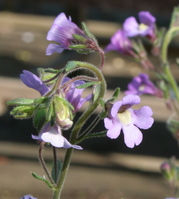 Chaenorrhinum origanifolium 'Blue Dream'