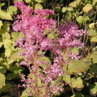 Filipendula rubra 'Venusta'