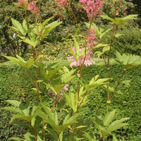Filipendula rubra 'Venusta magnifica'