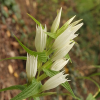 Gentiana asclepiadea 'Alba'