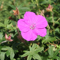 Geranium sanguineum
