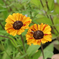 Helenium 'Sahin's Early Flowerer'