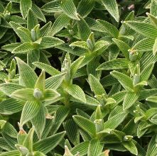 Helichrysum McB3007