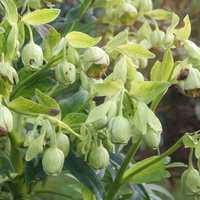Helleborus foetidus