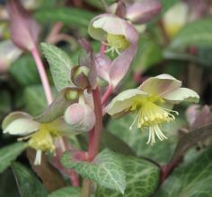 Helleborus lividus