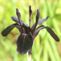 Iris chrysographes pure black