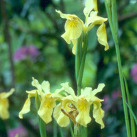 Iris forrestii