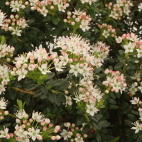 Leiophyllum buxifolium