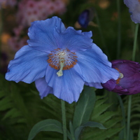 Meconopsis 'Barney's Blue'