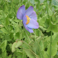 Meconopsis 'Huntfield'