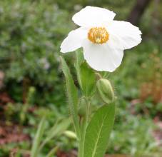 Meconopsis 'Marit'