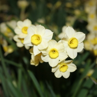 Narcissus 'Minnow'