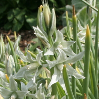 Ornithogalum nutans