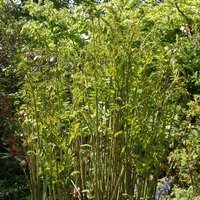 Osmunda regalis