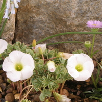 Oxalis enneaphylla 'Sheffield Swan'