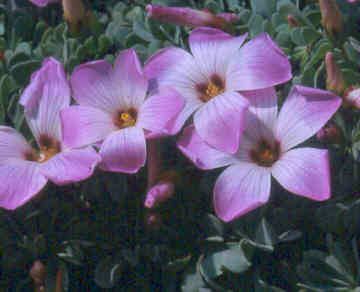 Oxalis laciniata