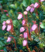 Phyllodoce caerulea