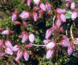 Phyllodoce caerulea