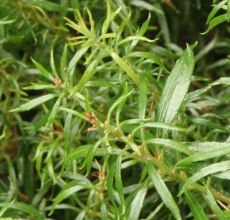 Pieris japonica 'Pygmaea'