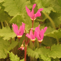 Primula (Dodecatheon) fassettii