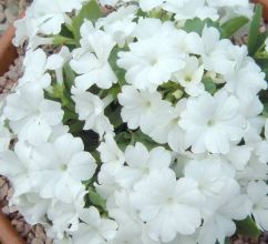 Primula hirsuta f. nivea