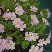 Primula 'Mrs Marjorie Banks'