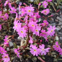 Primula 'Peter Klein'