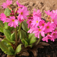 Primula rosea 'Grandiflora'