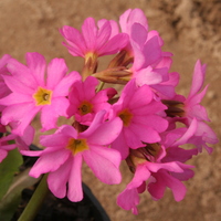 Primula rosea 'Grandiflora'