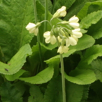 Primula sikkimensis var. pudibunda